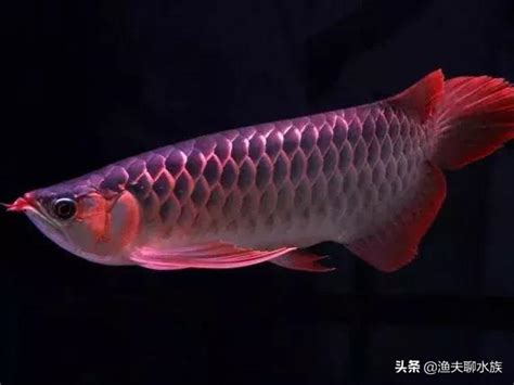 龍魚浮背|【龍魚浮背】小心！龍魚浮背：降水位和治療方法一次掌握 – 每日。